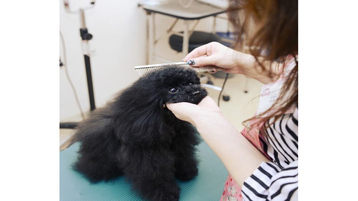 犬の美容室 いちご 中川本店