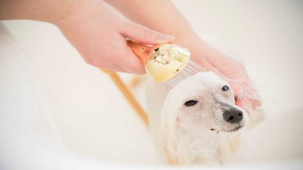 Eathetic health&beauty for Dogs MissLacy つくば