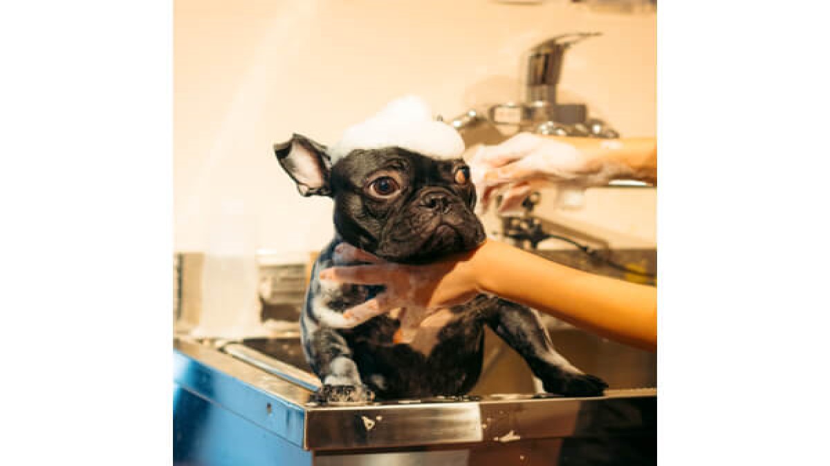 Dog Resort WAN LIFE
