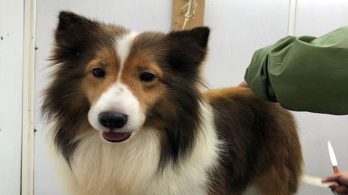 せきざわ愛犬・警察犬訓練所
