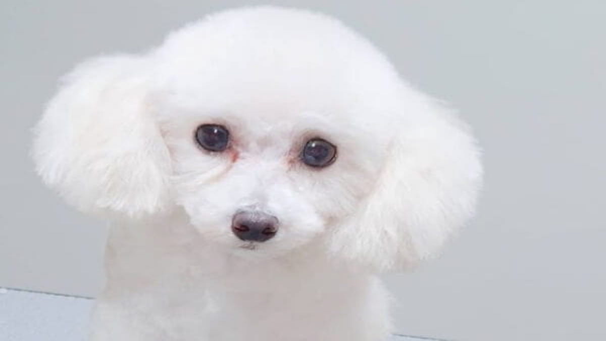 Timru ~dog salon~