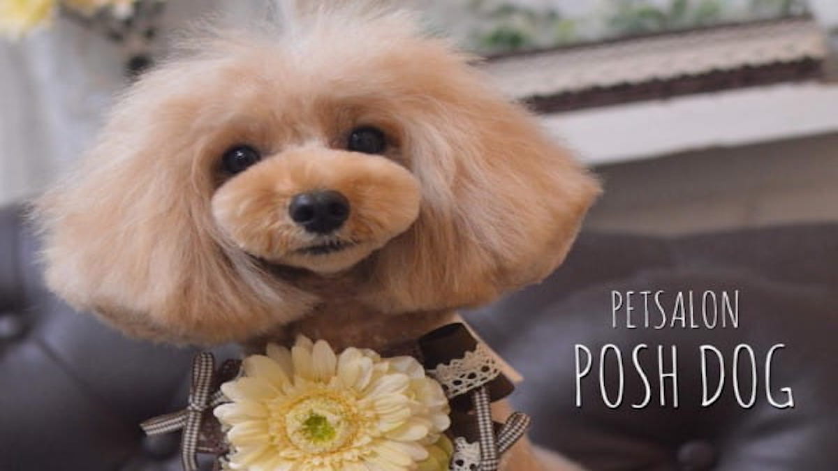 PETSALON POSH DOG