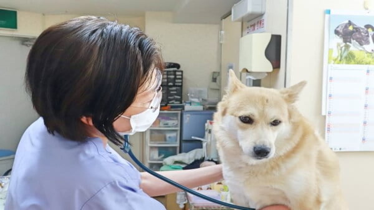 犬猫の病院・ピュア