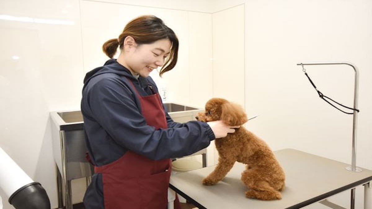 DOG SALON HAPPY SEVEN