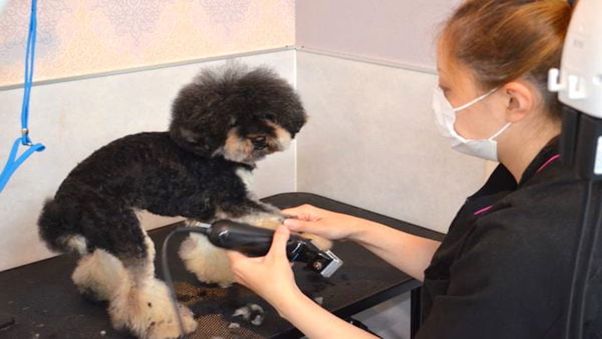 PetSalon&Hotel MaG