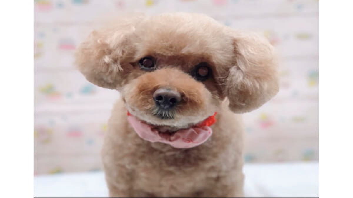 愛犬の美容室 トムボーイ