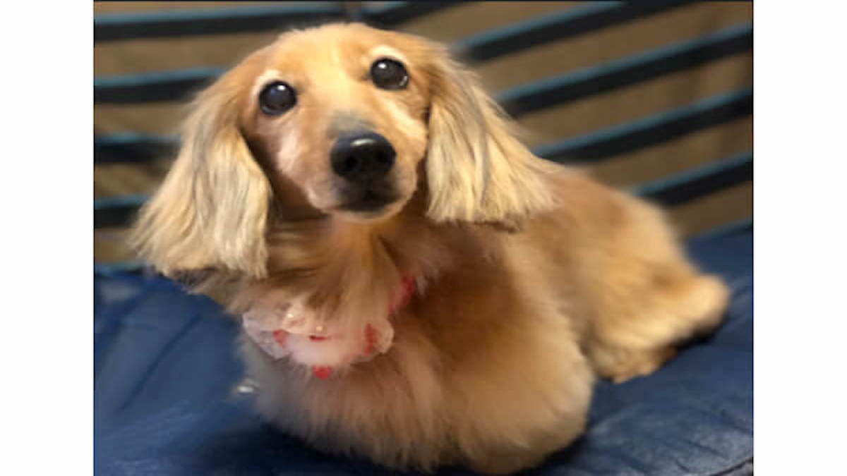 愛犬の美容室 トムボーイ