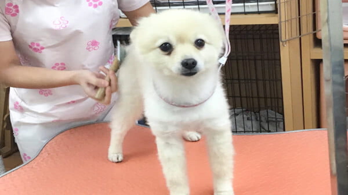 petsalon M’Sclear
