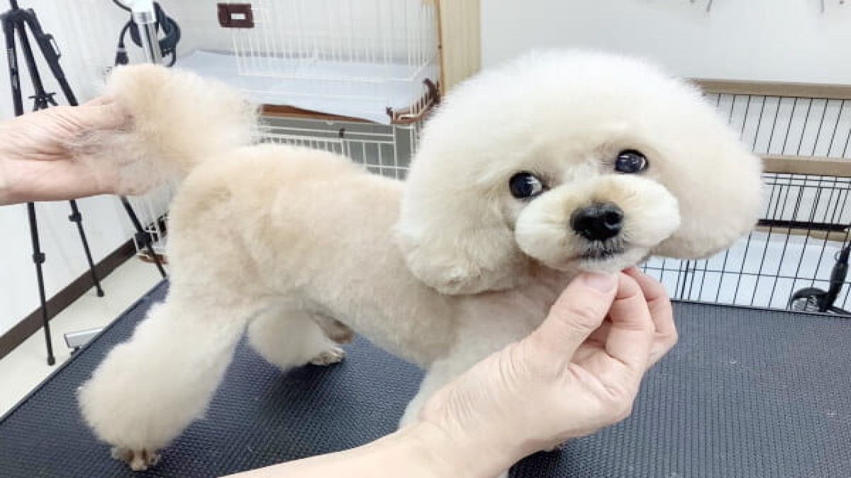 dog grooming salon CAFUNE