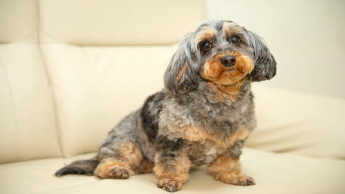 Grooming Salon OK【出張専門】