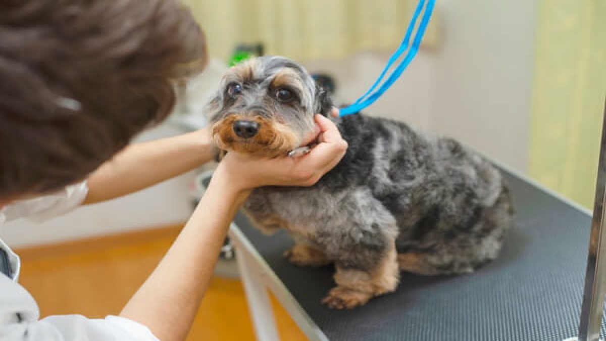 Grooming Salon OK【出張専門】