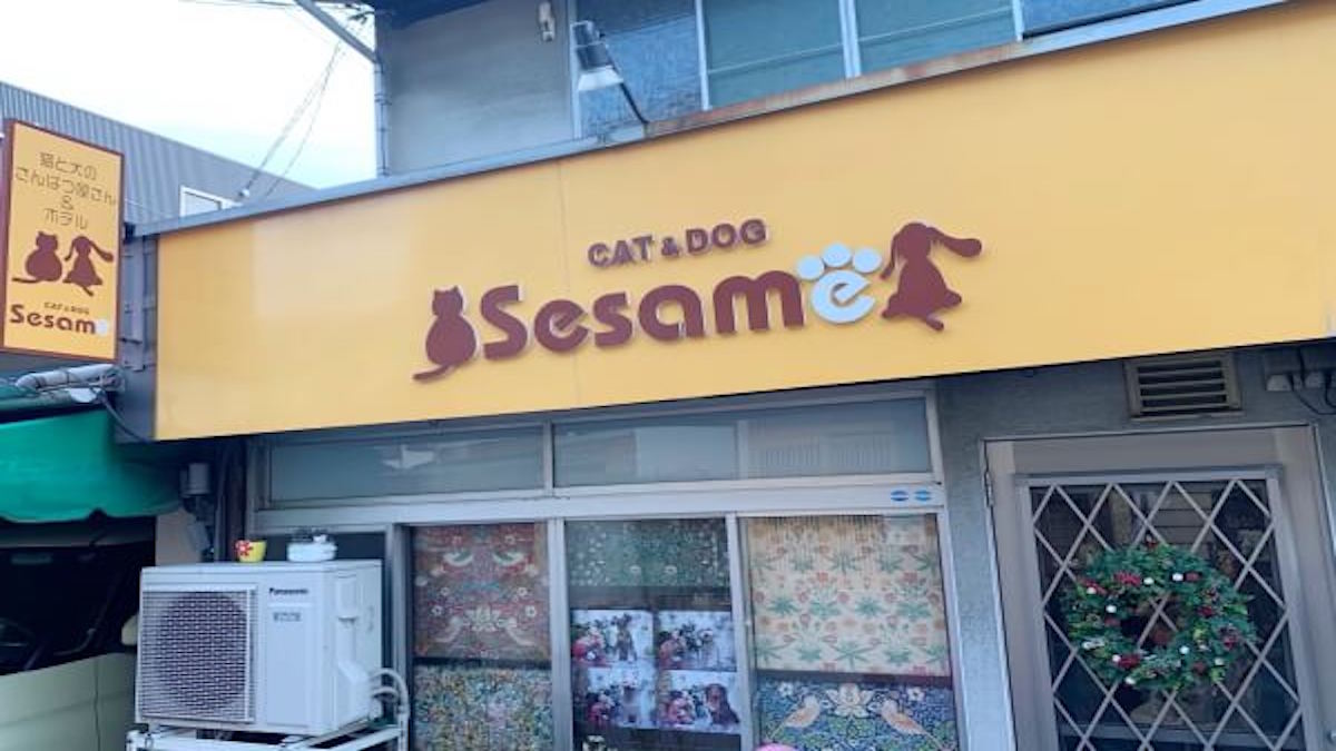 CAT&DOG Sesame