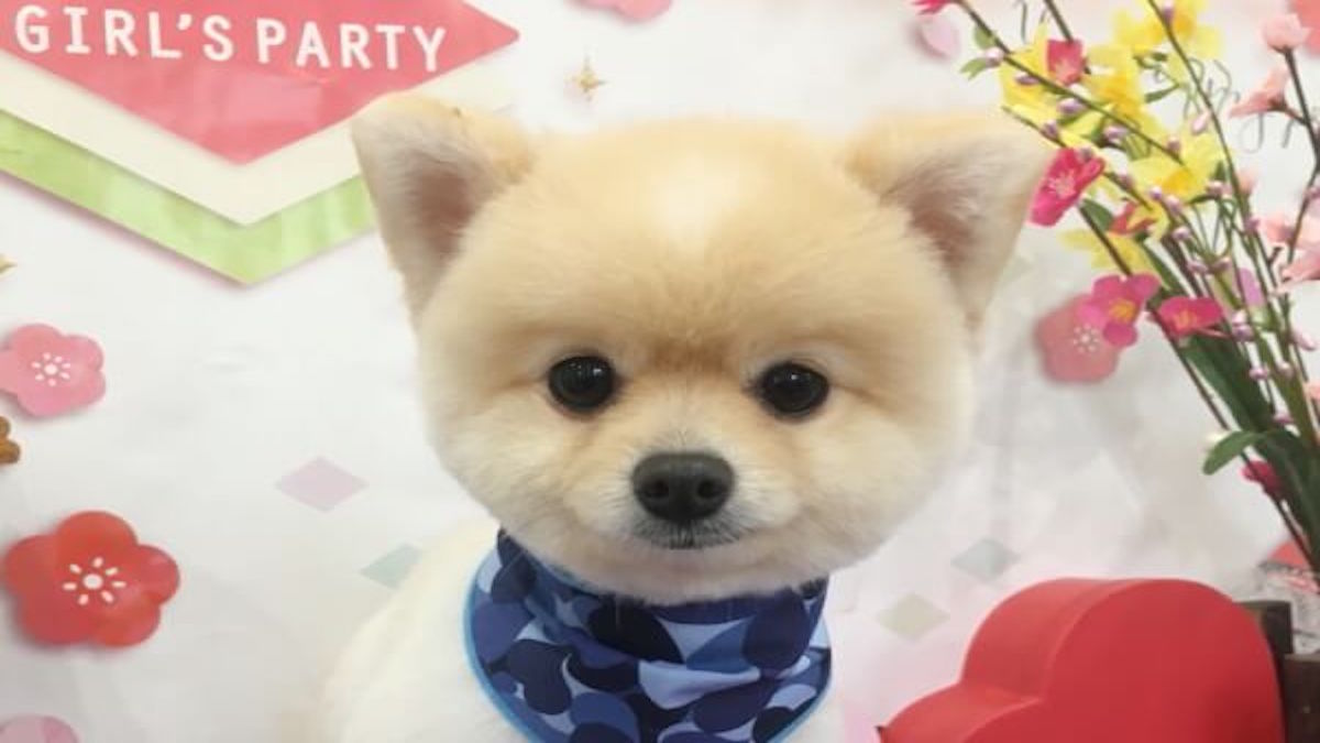 Dogsalon ANANA