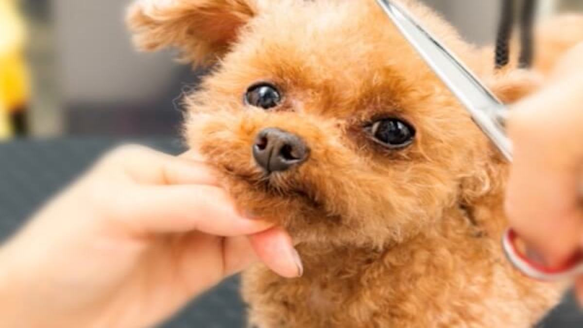 DOGSALON WINK