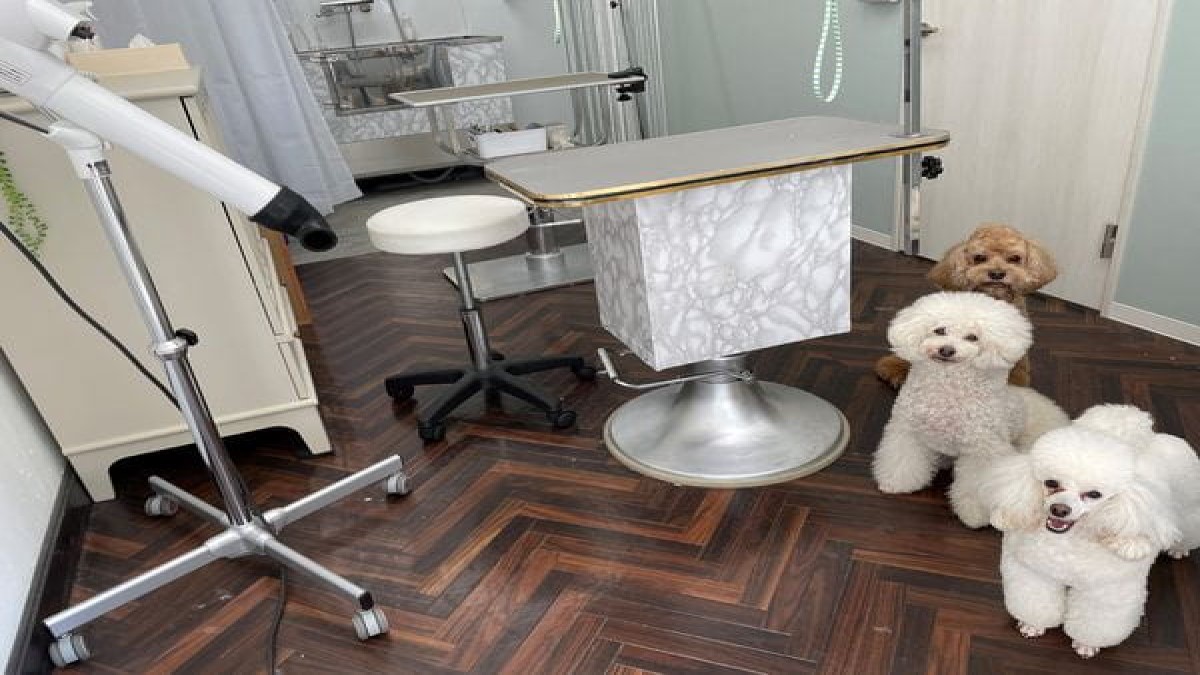 dog salon amo