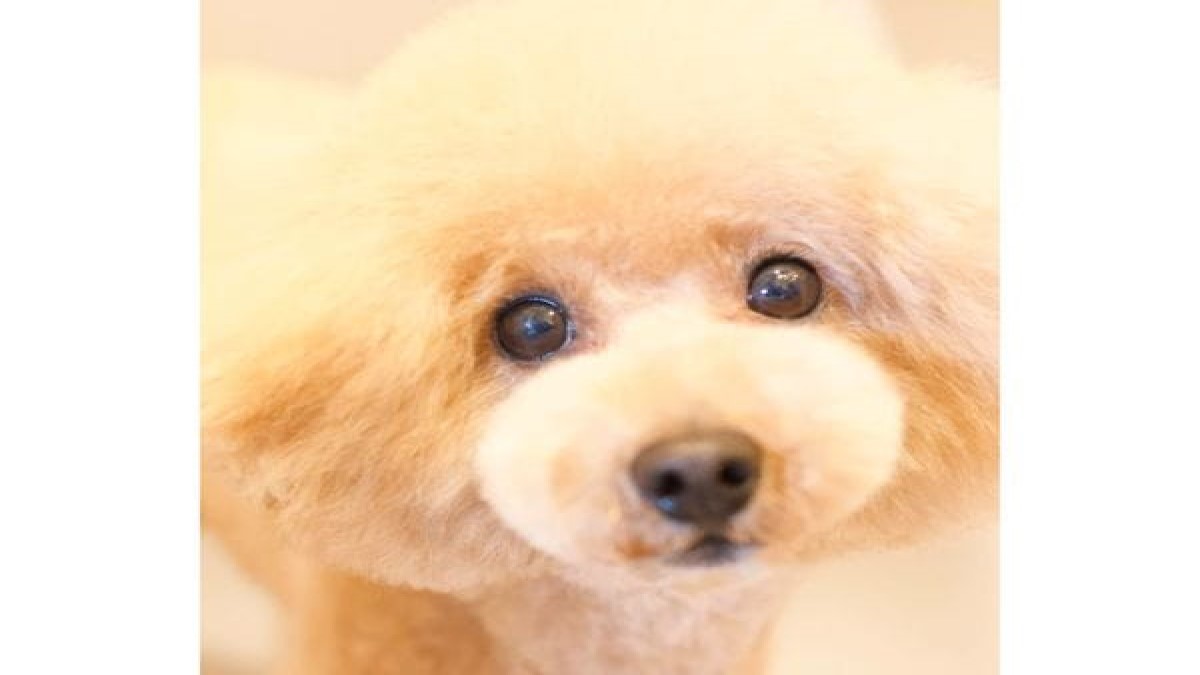 dog salon amo