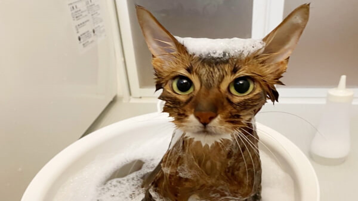 CatSalon ORSETTO