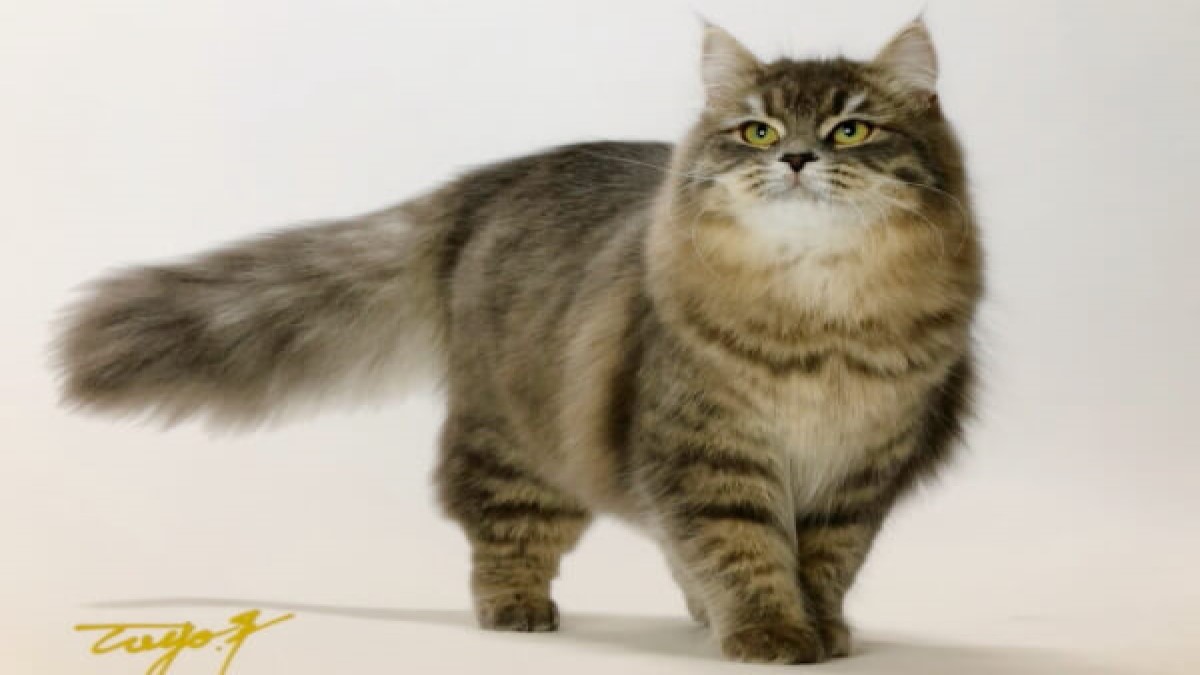 CatSalon ORSETTO