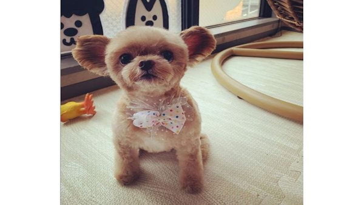 Mirai Pet
