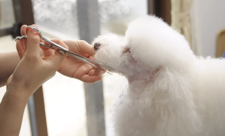 dog styling salon Day's