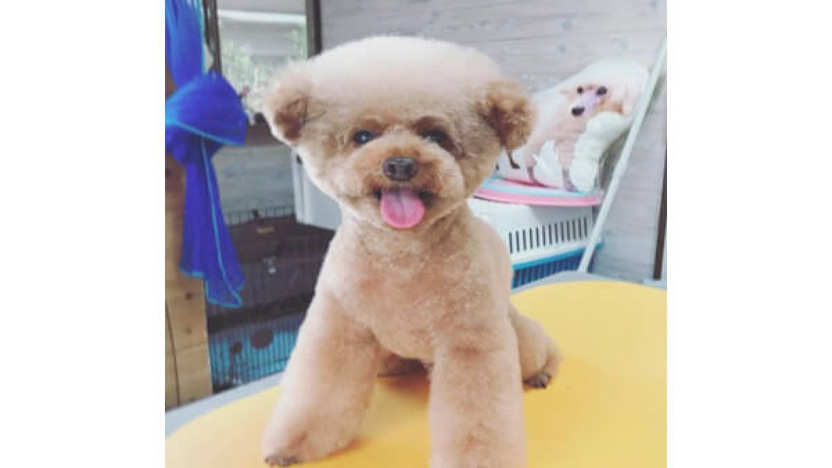 dog salon Sunny