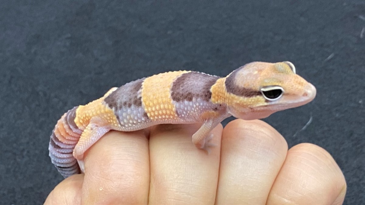FINEREPTILES
