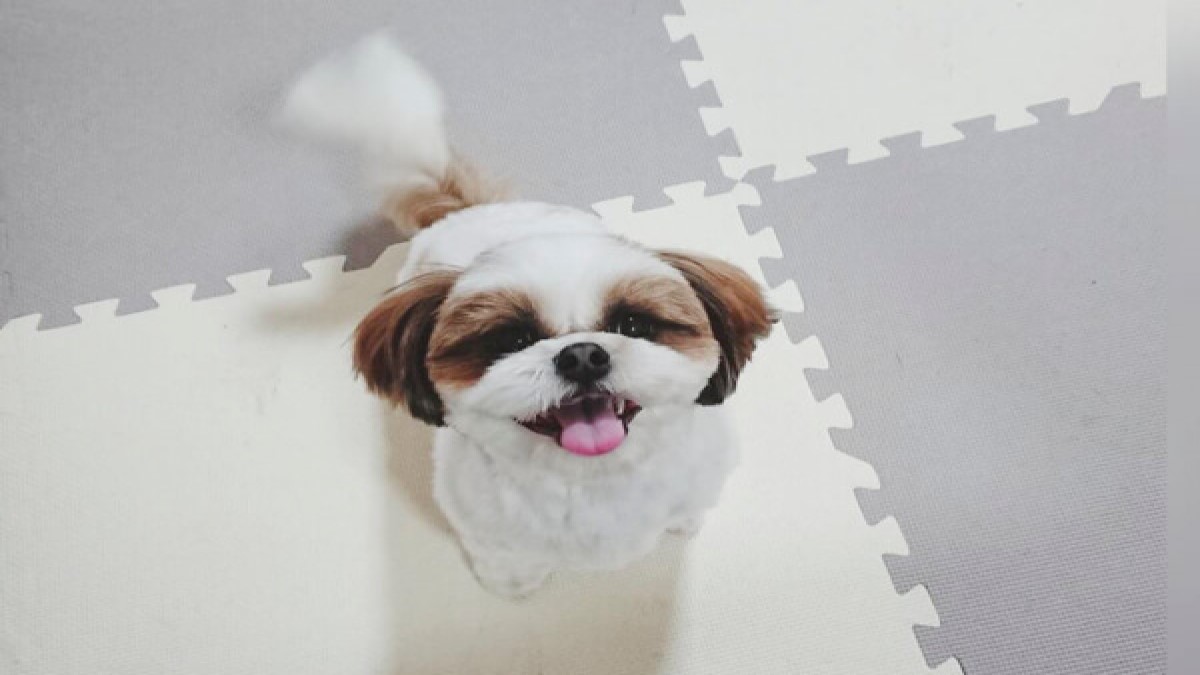 Dogsalon FuWaRi