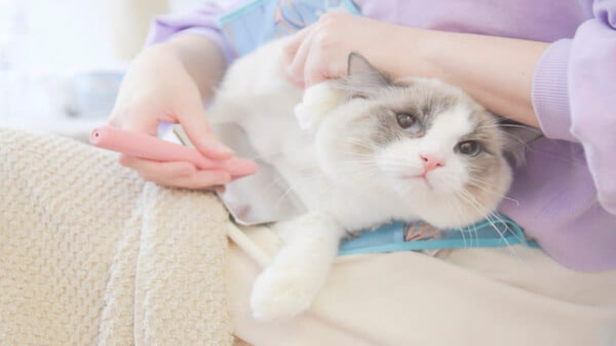 ねこべや東京