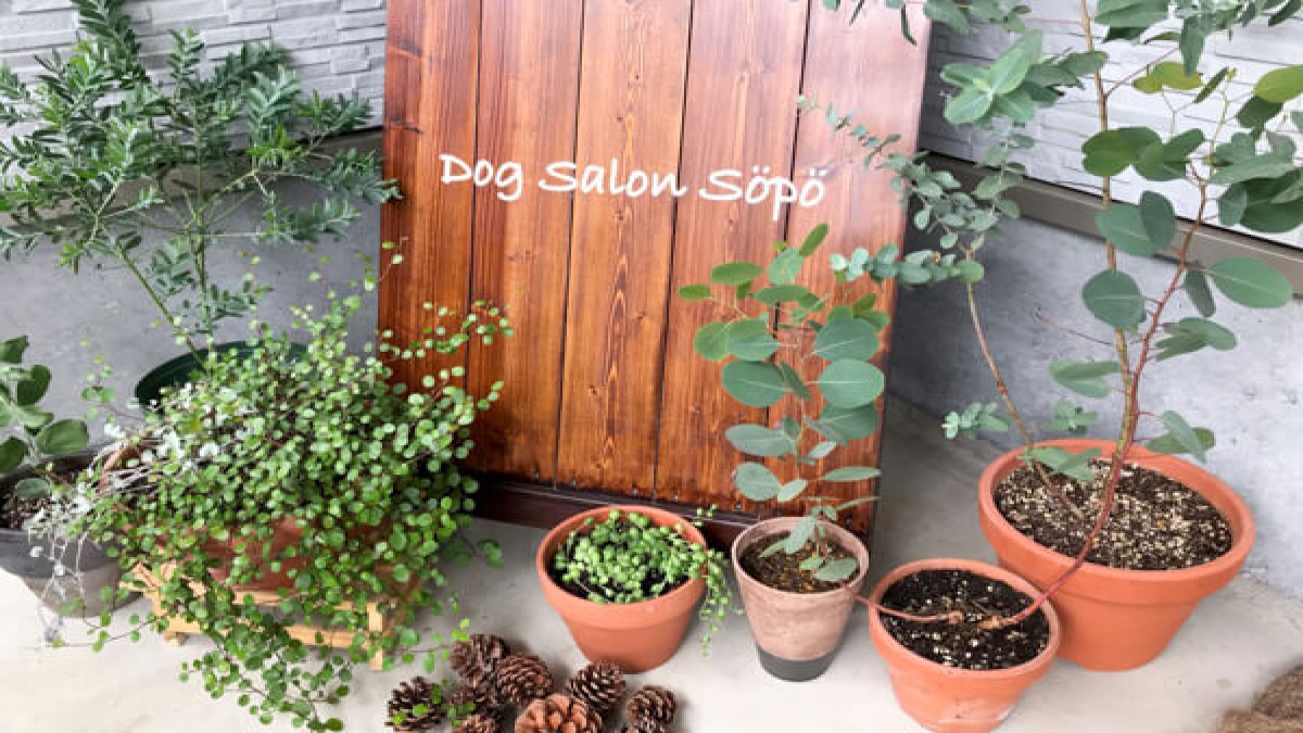 Dog Salon Sopo