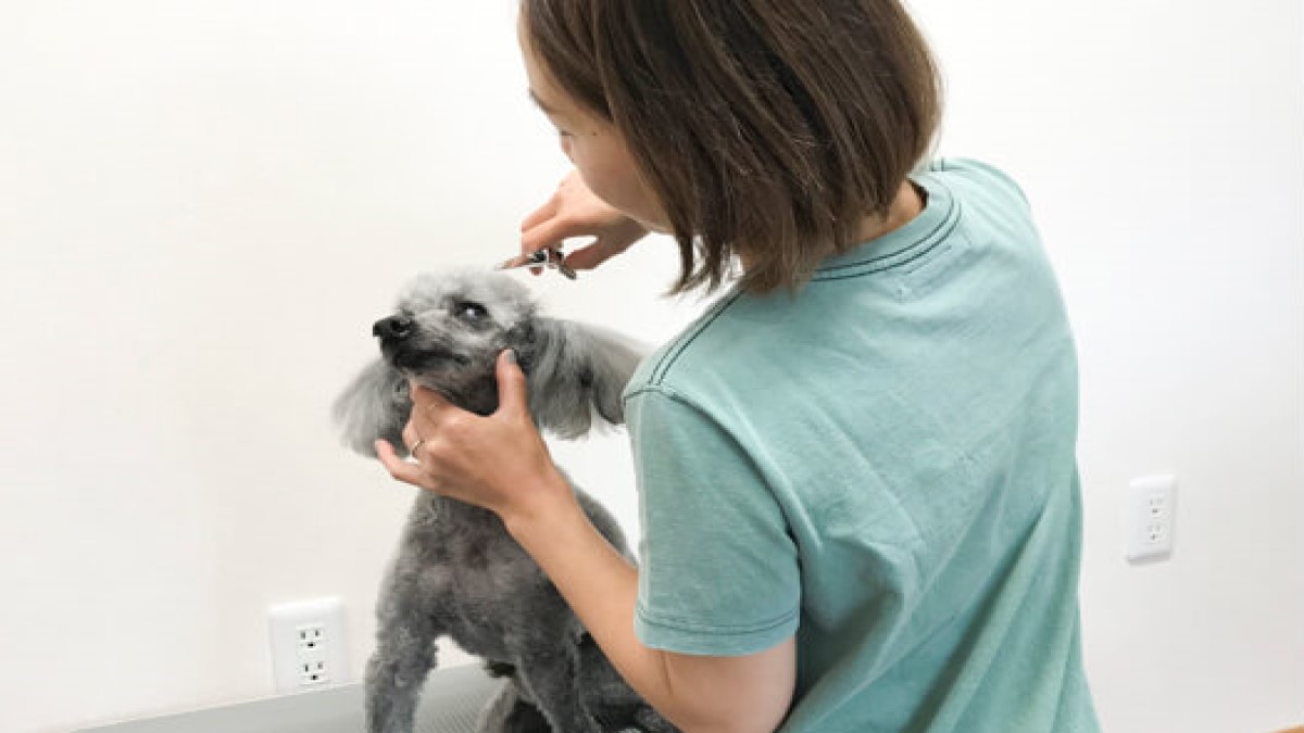 Dog Salon Sopo