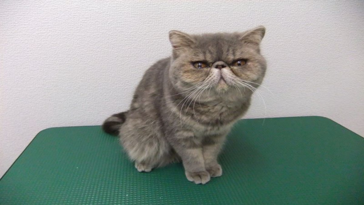 キャトラン