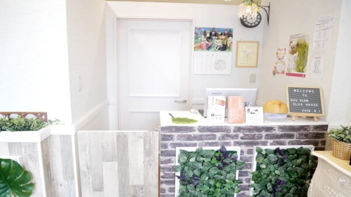 dog salon Elua House