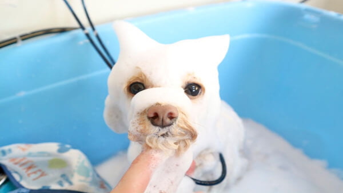 PET SALON mell
