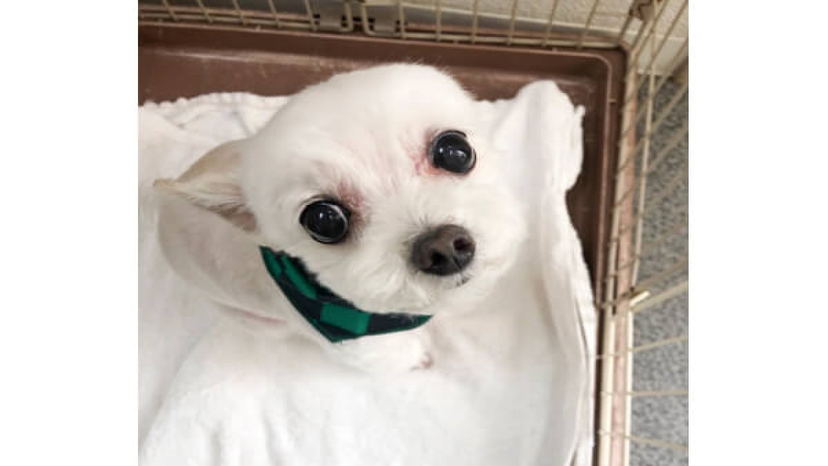 愛犬の美容室ホテル パピー