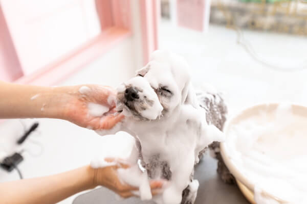 Dog Salon Meiple