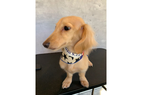 Dog salon cyoko