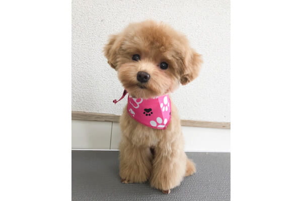 愛犬の美容室ホテル パピー