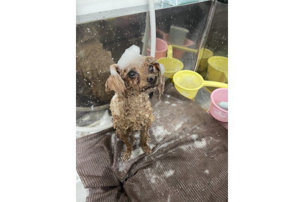 Dogsalon ズートピア