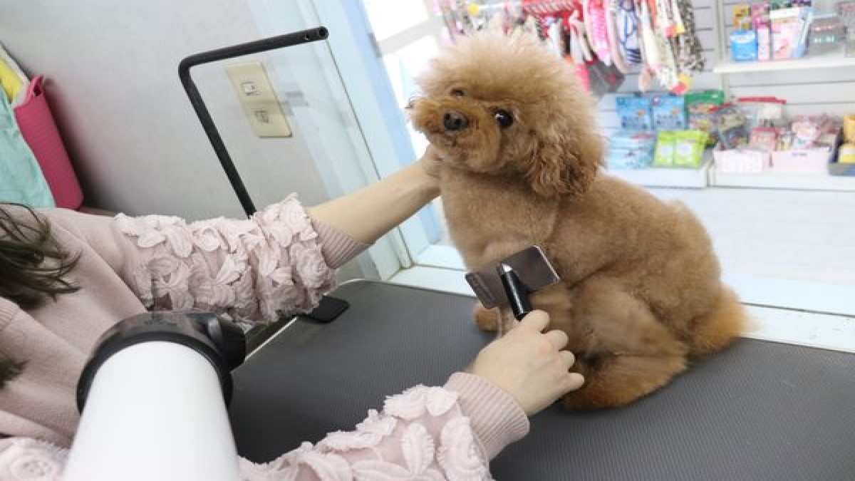 Pet House わんだふる