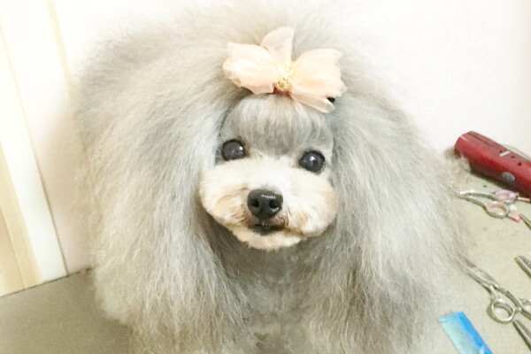 ドッグサロン チッチ