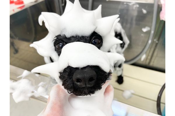 pet salon ICE