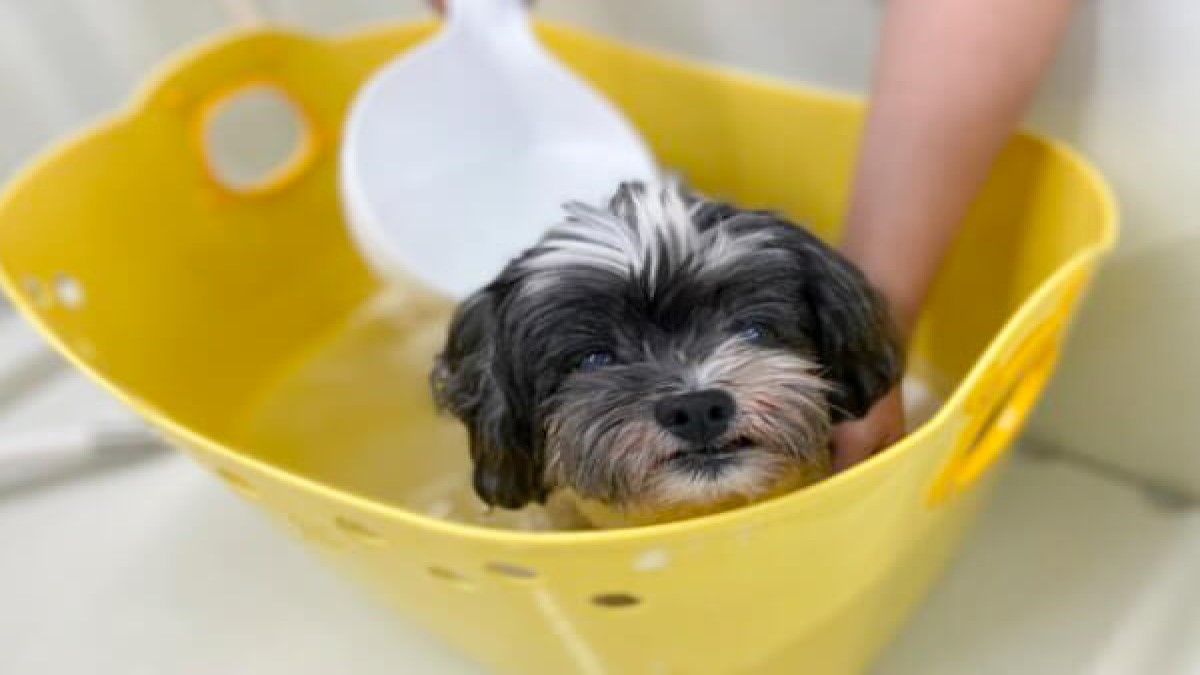 DOG GROOMING cotton