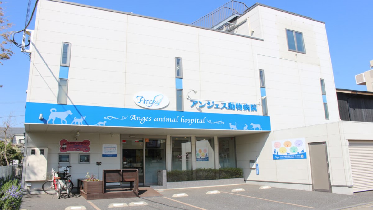 アンジェス動物病院
