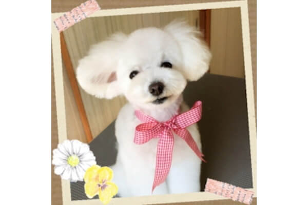 dog.A