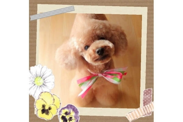 dog.A