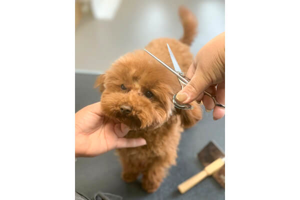 DOG SALON SteLLa