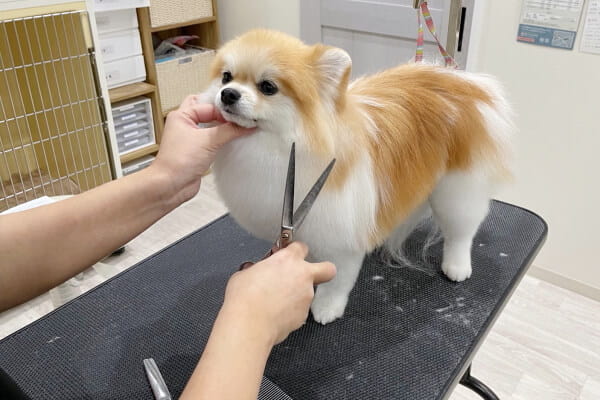 Dog Salon LULEA