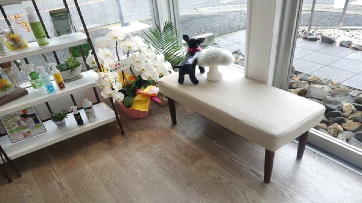 PETSALON Wan connect