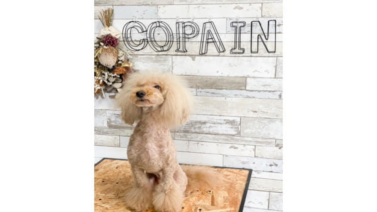 Dog Salon Copain