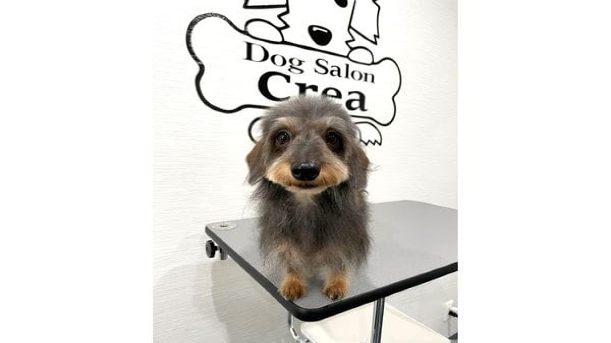 Dog Salon Crea